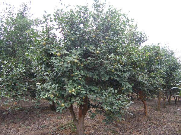 油茶樹花期在什么時候(油茶原來是這樣開花結(jié)果) 油茶樹花期在什么時候(油茶原來是這樣開花結(jié)果)