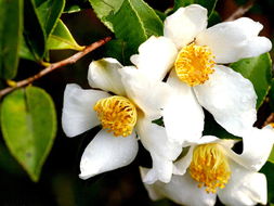 油茶樹花期在什么時候(油茶原來是這樣開花結(jié)果) 油茶樹花期在什么時候(油茶原來是這樣開花結(jié)果)