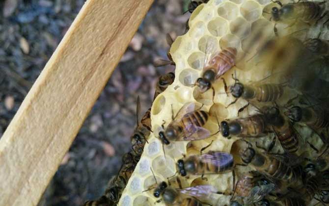 中蜂在隔板上造脾有影響嗎 中蜂在隔板上造脾有影響嗎