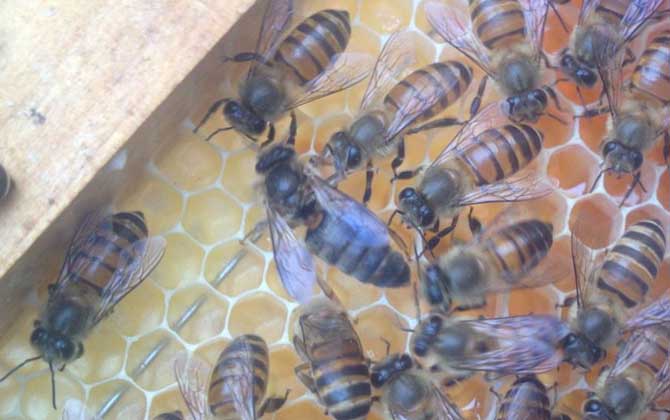 中蜂在隔板上造脾有影響嗎 中蜂在隔板上造脾有影響嗎