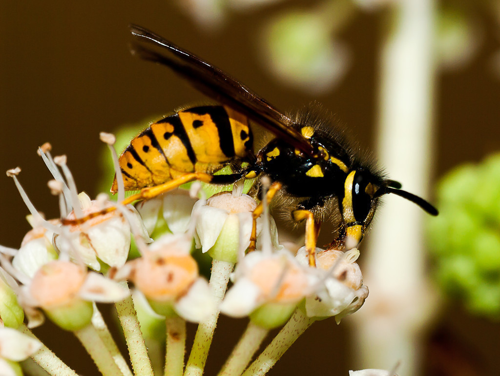 馬蜂是益蟲還是害蟲(養蜂如何防馬蜂) 馬蜂是益蟲還是害蟲(養蜂如何防馬蜂)