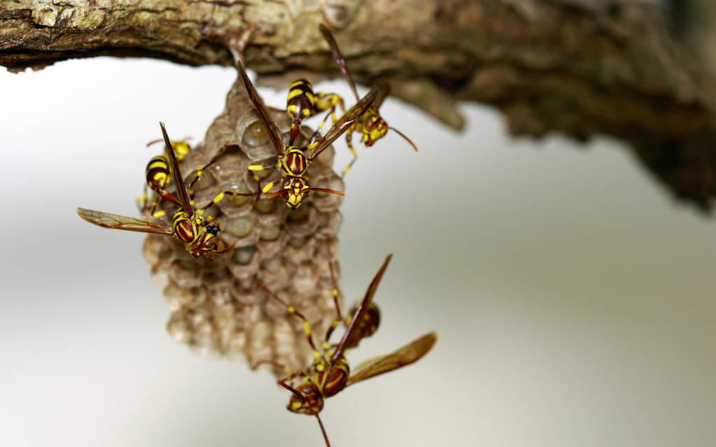 馬蜂是益蟲還是害蟲(養蜂如何防馬蜂) 馬蜂是益蟲還是害蟲(養蜂如何防馬蜂)