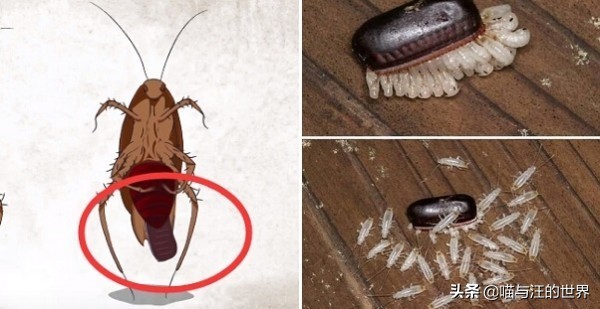 還在用拖鞋去打蟑螂爆漿的后果 你還敢用腳踩、拖鞋拍打蟑螂?爆漿的后果,有點嚴重