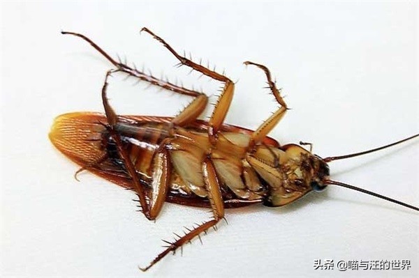 還在用拖鞋去打蟑螂爆漿的后果 你還敢用腳踩、拖鞋拍打蟑螂?爆漿的后果,有點嚴重