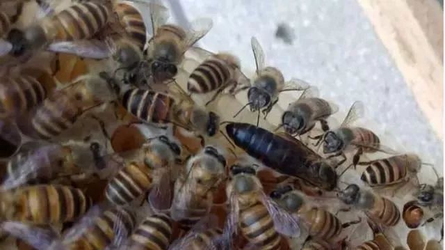 蜜蜂分窩出去的是老蜂王還是新蜂王呢(分蜂是老蜂王走還是新蜂王走) 蜜蜂分窩出去的是老蜂王還是新蜂王呢(分蜂是老蜂王走還是新蜂王走)