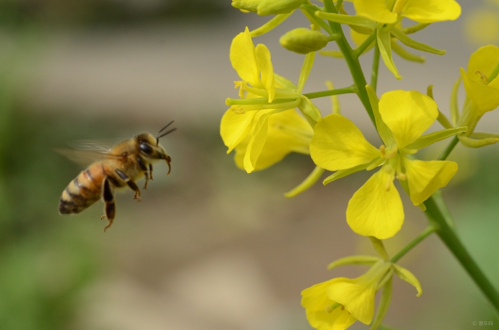 白山5號蜂種做種王咋樣(淺談購買蜜蜂種王的注意事項) 白山5號蜂種做種王咋樣(淺談購買蜜蜂種王的注意事項)