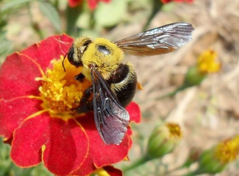木蜂的毒性強嗎(木蜂的毒性有多大) 木蜂的毒性強嗎(木蜂的毒性有多大)
