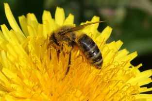 隧蜂怎樣筑巢(蜜蜂是怎樣建造蜂房的) 隧蜂怎樣筑巢(蜜蜂是怎樣建造蜂房的)