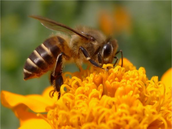 隧蜂怎樣筑巢(蜜蜂是怎樣建造蜂房的) 隧蜂怎樣筑巢(蜜蜂是怎樣建造蜂房的)