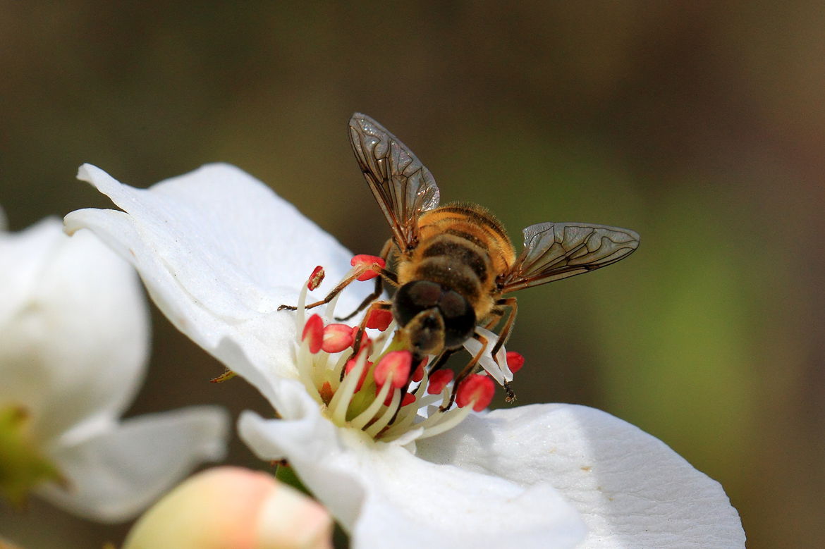 一斤花粉能喂多少蜜蜂（養(yǎng)蜂一般什么時(shí)候喂花粉）