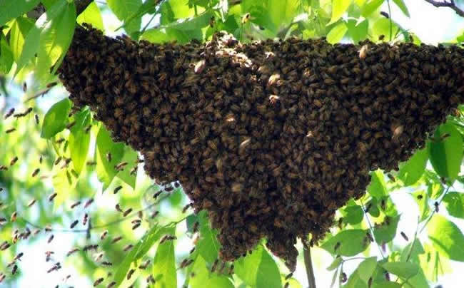 蜜蜂自然分蜂會飛多遠？