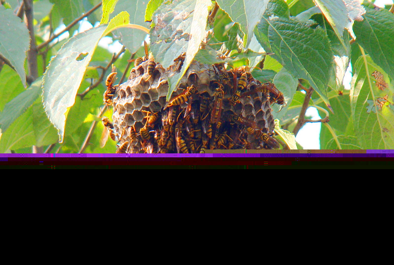 馬蜂幾天筑巢（馬蜂筑巢要多久）