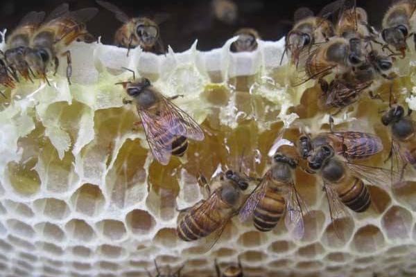 中蜂取蜂蜜的最佳時間是什么時候？