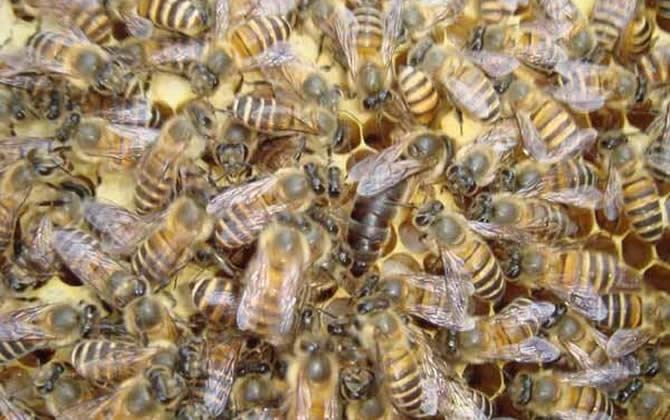 蜂王產卵后還會交尾嗎? 蜂王產卵