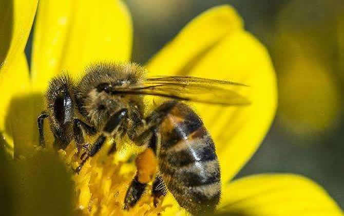 蜂王產卵后還會交尾嗎? 蜂王產卵