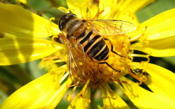農(nóng)村土蜜蜂多少錢一箱? 土蜜蜂