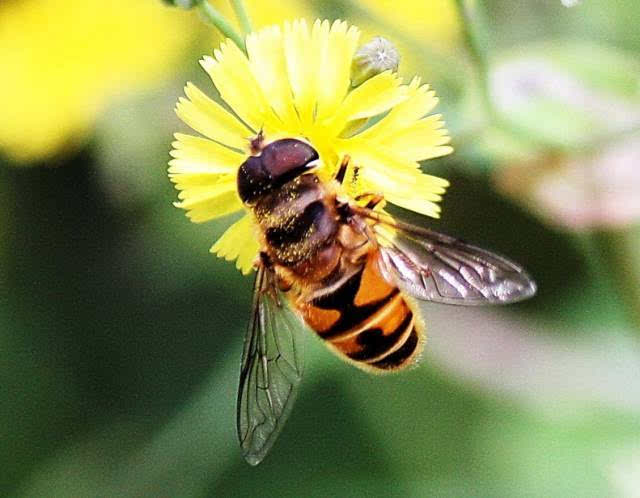 蜂王生的工蜂與雄蜂親緣系數(工蜂為啥從不把雄蜂當“爹”) 蜂王生的工蜂與雄蜂親緣系數(工蜂為啥從不把雄蜂當“爹”)