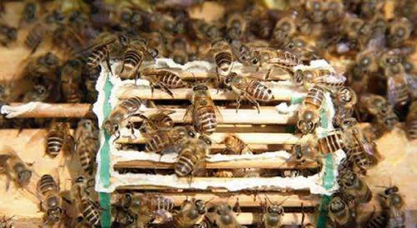 怎樣進行人工育王？