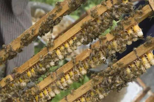 怎樣進行人工育王？