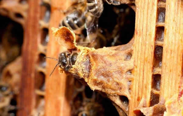 怎樣進行人工育王？