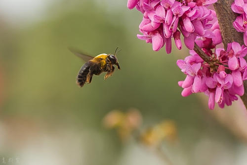 取走蜂蜜對蜜蜂有影響嗎(蜂蜜被取走了蜜蜂會餓死嗎?) 取走蜂蜜對蜜蜂有影響嗎(蜂蜜被取走了蜜蜂會餓死嗎?)