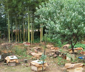 一個山區中蜂場最多養多少箱中蜂（想要養殖1000箱蜜蜂，需要注意哪些問題）