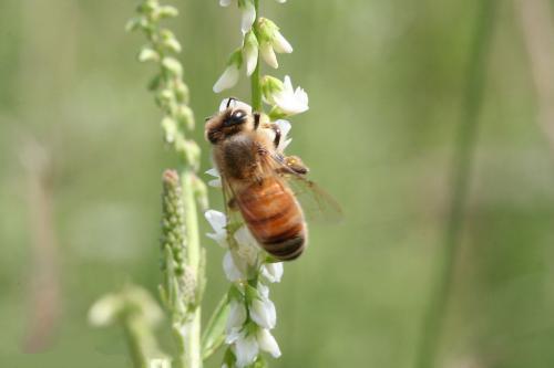 松丹二號的優點與缺點(松丹2號雙交種蜜蜂) 松丹二號的優點與缺點(松丹2號雙交種蜜蜂)