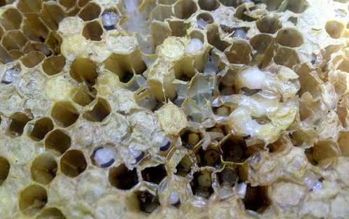 蜜蜂拖蛹出去是為什么 蜜蜂拖蛹出去是為什么