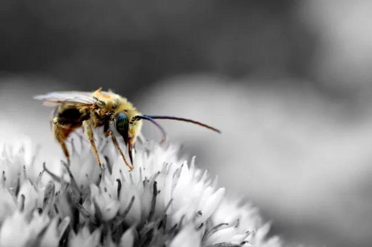 意大利蜜蜂(意蜂) 意大利蜜蜂