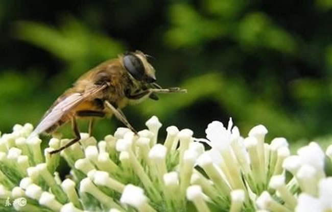 意大利蜜蜂(意蜂) 意大利蜜蜂