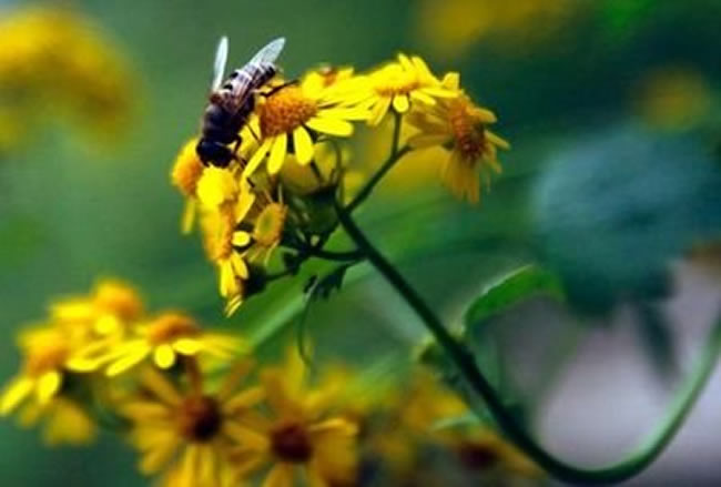意大利蜜蜂(意蜂) 意大利蜜蜂