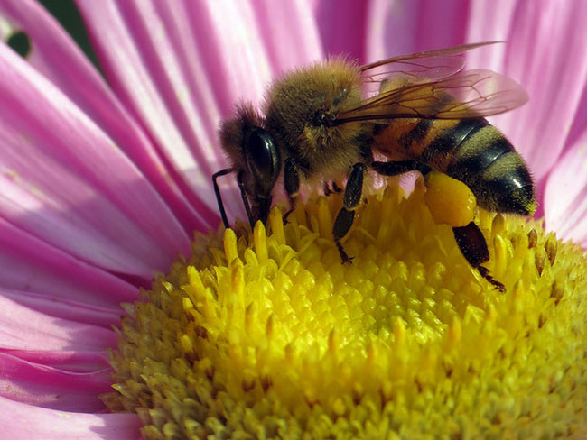 中蜂養殖中的關王技巧