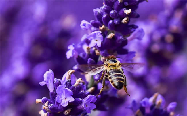 蜜蜂養殖的注意事項有哪些? 蜜蜂養殖注意事項
