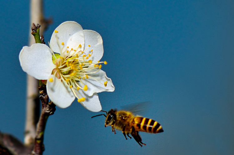 蜜蜂入夏怎么防止斷產(chǎn)? 蜜蜂入夏怎么防止斷產(chǎn)?