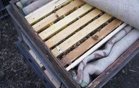 什么叫蜜蜂春繁(蜜蜂春繁是什么意思) 什么叫蜜蜂春繁(蜜蜂春繁是什么意思)