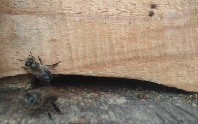 怎么誘蜂才有效(最牛誘蜂的訣竅) 怎么誘蜂才有效(最牛誘蜂的訣竅)