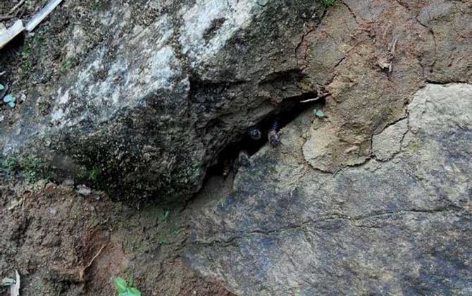 怎么誘蜂才有效(最牛誘蜂的訣竅) 怎么誘蜂才有效(最牛誘蜂的訣竅)