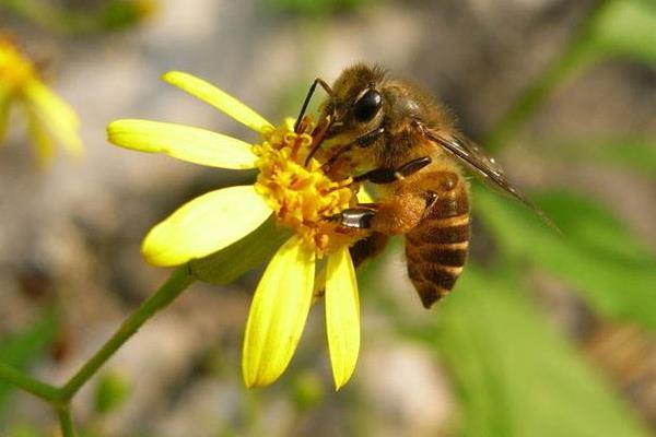 被馬蜂蟄了能自愈嗎(被黃蜂蟄了會自然好嗎) 被馬蜂蟄了能自愈嗎(被黃蜂蟄了會自然好嗎)