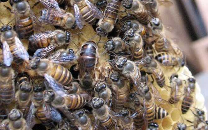 阿壩蜂王和中蜂蜂王的區別(阿壩蜂王和中蜂蜂王的對比) 阿壩蜂王和中蜂蜂王的區別(阿壩蜂王和中蜂蜂王的對比)