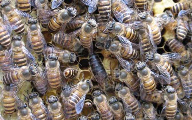 阿壩蜂王和中蜂蜂王的區別(阿壩蜂王和中蜂蜂王的對比) 阿壩蜂王和中蜂蜂王的區別(阿壩蜂王和中蜂蜂王的對比)