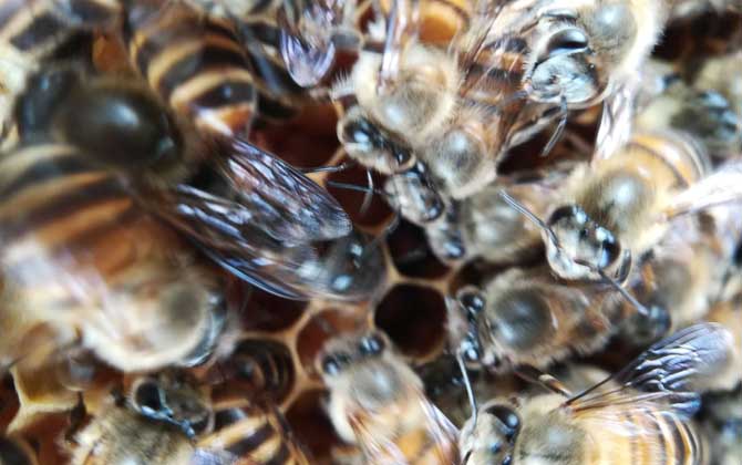 阿壩蜂王和中蜂蜂王的區別(阿壩蜂王和中蜂蜂王的對比) 阿壩蜂王和中蜂蜂王的區別(阿壩蜂王和中蜂蜂王的對比)