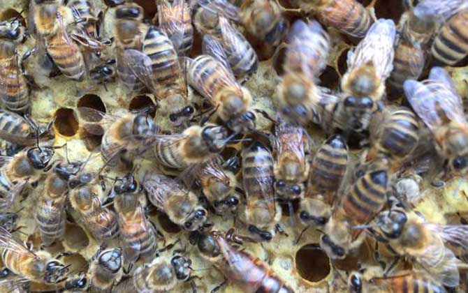 養(yǎng)蜜蜂蜂王不走的技術(shù)(蜂王為什么飛走) 養(yǎng)蜜蜂蜂王不走的技術(shù)(蜂王為什么飛走)