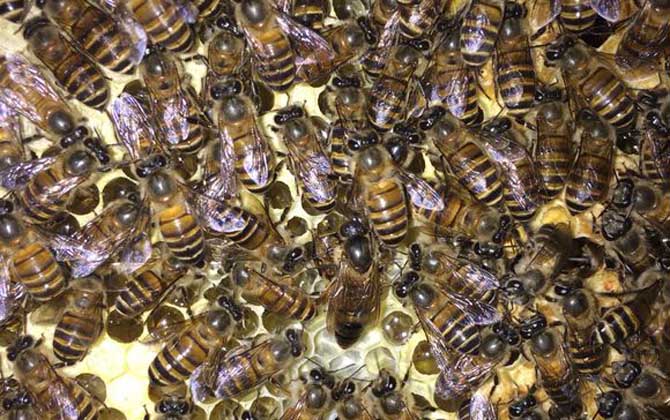 養(yǎng)蜜蜂蜂王不走的技術(shù)(蜂王為什么飛走) 養(yǎng)蜜蜂蜂王不走的技術(shù)(蜂王為什么飛走)