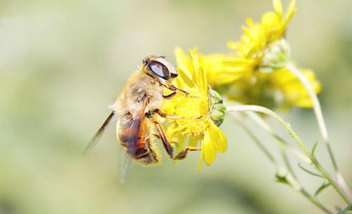 蜜蜂分幾種類型的蜂?(帶你認識蜜蜂品種) 蜜蜂分幾種類型的蜂?(帶你認識蜜蜂品種)
