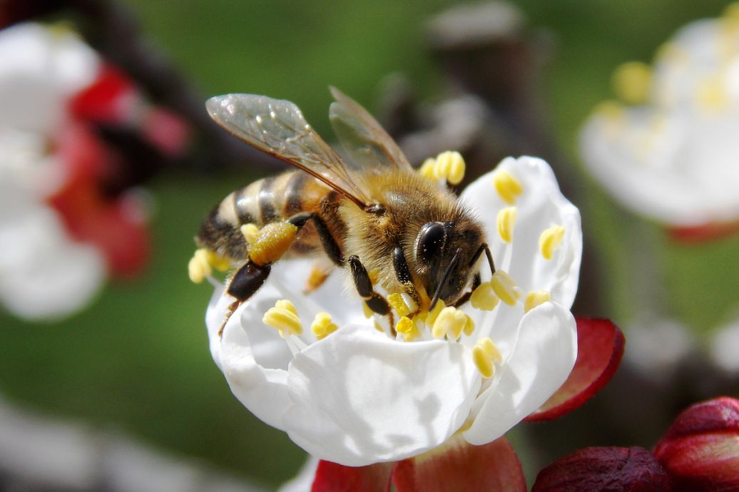 養(yǎng)蜂大概投入多少錢(養(yǎng)蜂投資成本計算) 養(yǎng)蜂大概投入多少錢(養(yǎng)蜂投資成本計算)