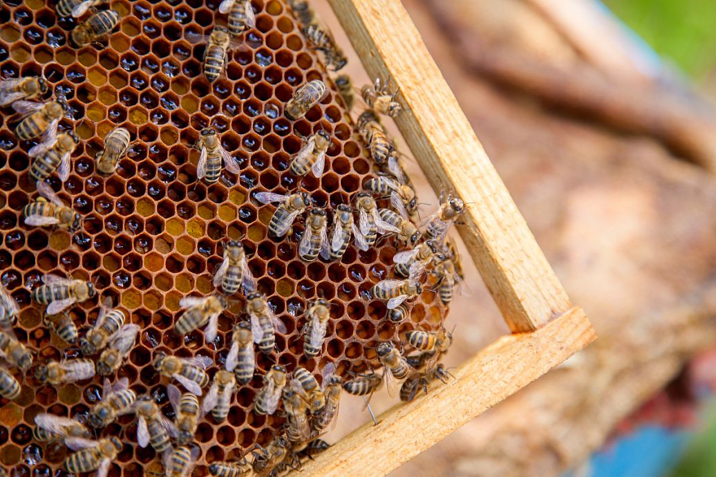 養(yǎng)蜂大概投入多少錢(養(yǎng)蜂投資成本計算) 養(yǎng)蜂大概投入多少錢(養(yǎng)蜂投資成本計算)