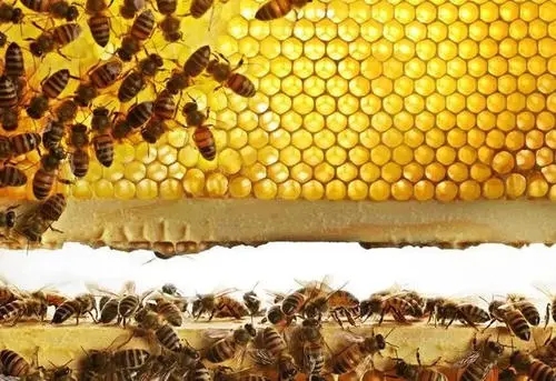 蜜蜂是群居生物,那蜜蜂的社會組織是怎么組成的 蜜蜂是群居生物,那蜜蜂的社會組織是怎么組成的