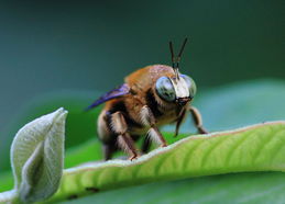 工蜂在蜂群中的作用是什么(工蜂在蜂群中的地位和作用是什么) 工蜂在蜂群中的作用是什么(工蜂在蜂群中的地位和作用是什么)