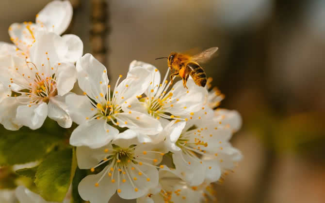 蜜蜂養殖怎么控制分蜂熱現象? 分蜂熱