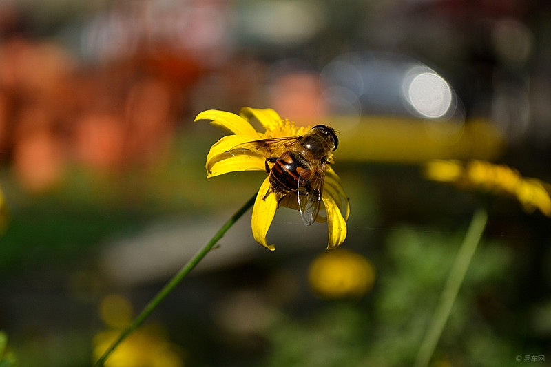 30只蜜蜂1只蜂王能繁殖嗎？（幾十只蜜蜂能繁殖起來嗎）
